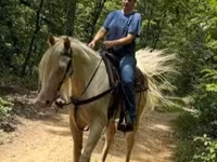 Horse (M), Kentucky mountain daddle horse — photo 4