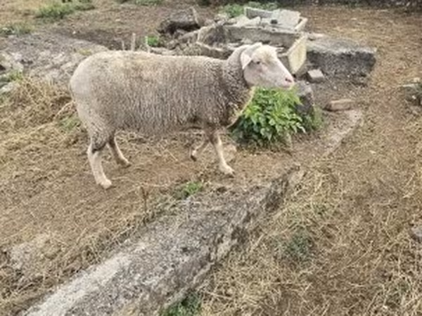 نعجة, Australian merinos sheep