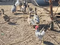 Ducks — Foto 3