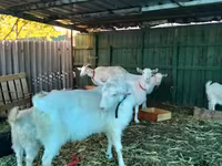 बकरी, Pomellata goat — फ़ोटो 7
