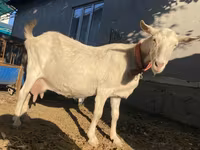 Cabra, Saanen goat — foto 6