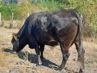 Vache, Race brune des Carpates — photo 2