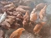 Chickens — Foto 3