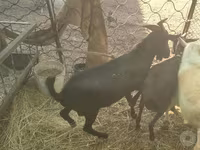 Goat, Murcia-Granada goats — photo 5