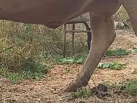 Krowa, Swiss cattle — zdjęcie 4