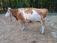 गाय, Simmental cattle — फ़ोटो 7