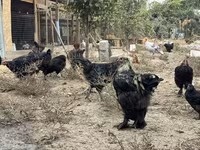 Chickens — Foto 1