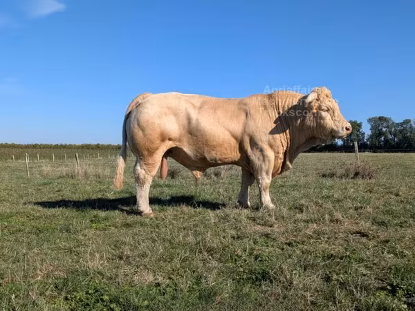 Buğa, Charolais cattle