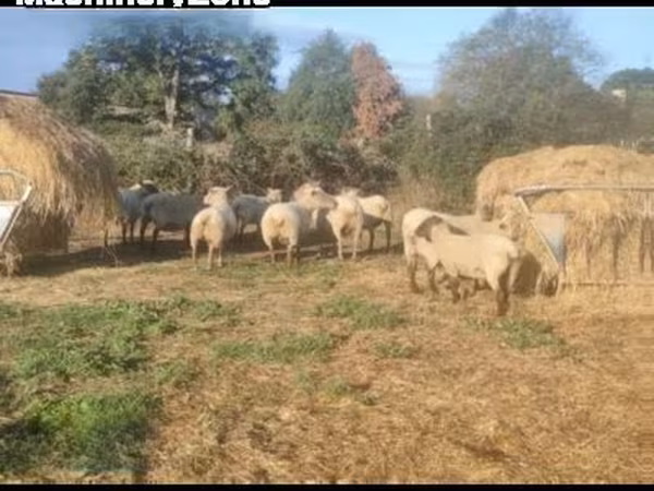Qoyun, Vendee sheep