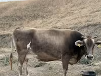 Vache, Ukrainian Brown Dairy Cattle — photo 4