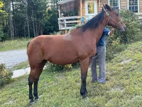 Jument, Standardbred — photo 2