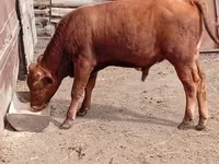 Bull, Cattle — photo 2