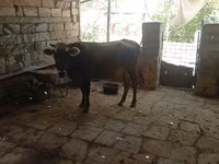 Vache, Zébu azerbaïdjanais — photo 4