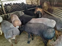 Bélier, Moutons — photo 7