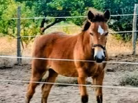 घोड़ी, Haflinger — फ़ोटो 4