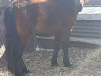 公马, Mugalzhar horse — 照片 2
