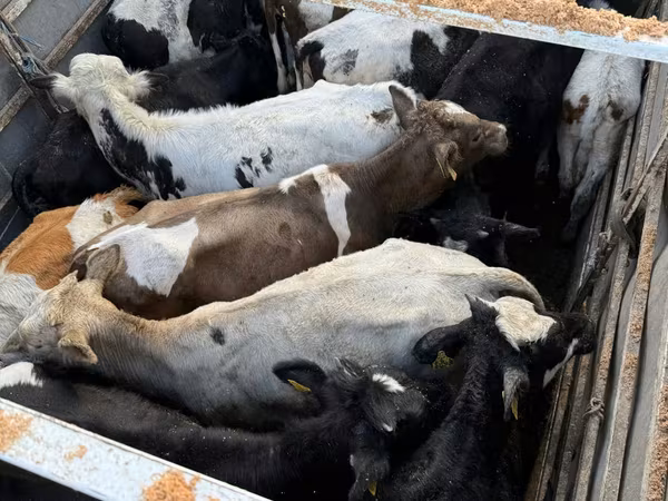 公牛, Cattle