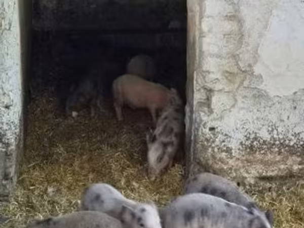 خنازير (دفعة، الجنس غير محدد), Вьетнамская вислобрюхая