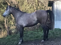 Horse (M), Arabian horse — photo 3