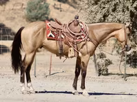 Horse (M), Quarter Horse — photo 3