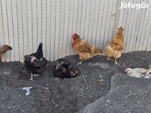 丹麦母鸡