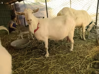 बकरियाँ (लॉट, लिंग निर्दिष्ट नहीं), Saanen goat — फ़ोटो 1