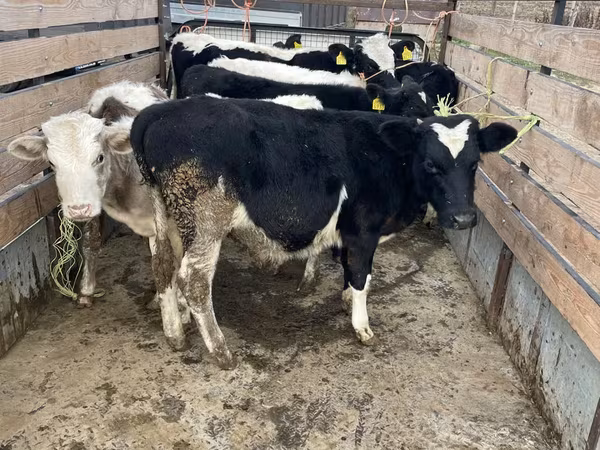 Корова, Russian Black pied cattle