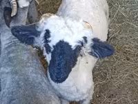 Carnero, Valais Blacknose sheep — foto 1