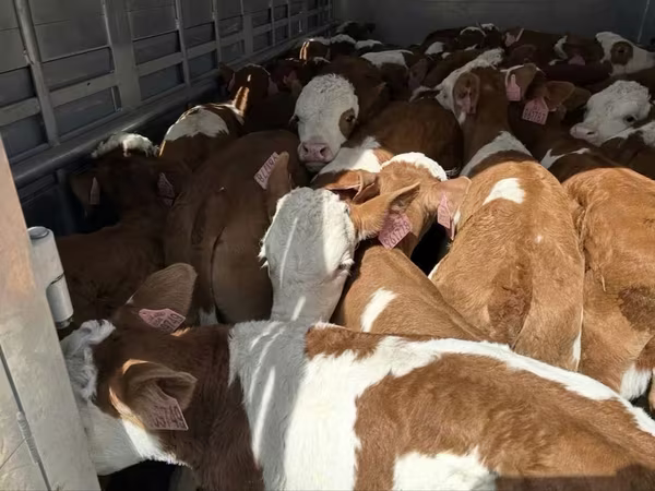 Taureau, Simmental cattle