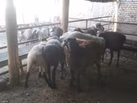 كبش, Arabi sheep — الصورة 6