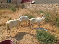 母山羊, Saanen goat — 照片 3