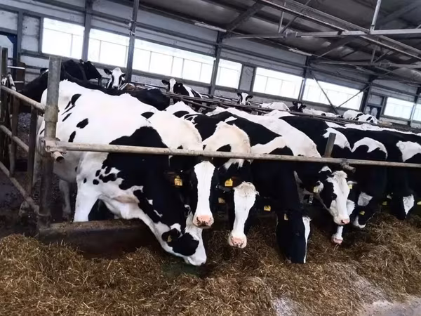 Vache, Race Holstein