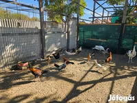 Ayam Ketawa — photo 1