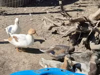 Ducks — 照片 7