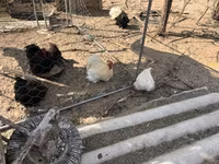 بيكين بانتام — الصورة 5