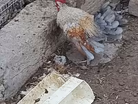 Chickens — Foto 2