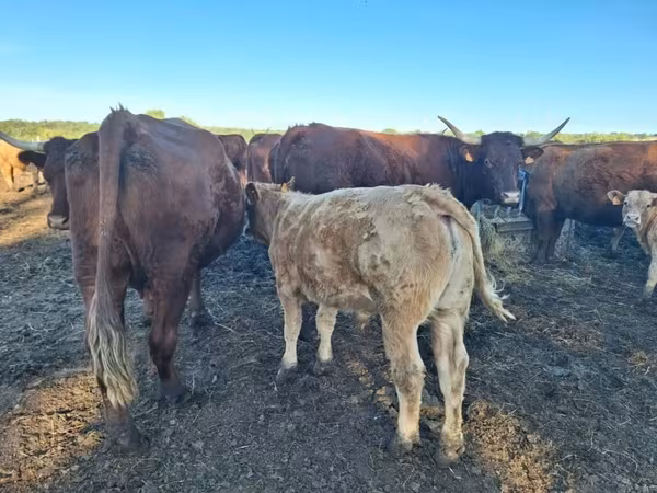 Vache, Salers cattle — France