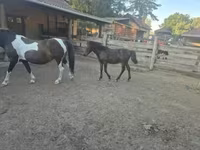 公马, Welsh Cob — 照片 4
