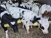 Taureau, Simmental cattle — photo 1