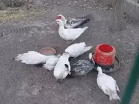 Ducks — photo 1
