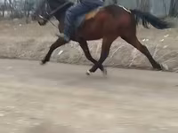 公马, Horses — 照片 1