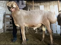 Widder, Hissar sheep — Foto 1
