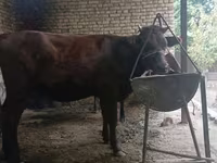 Krava, Kalmycké plemeno — foto 6