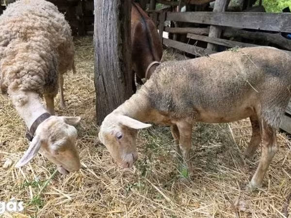 Brebis, Lacaune sheep