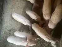 मादा सूअर, Ландрас — फ़ोटो 1