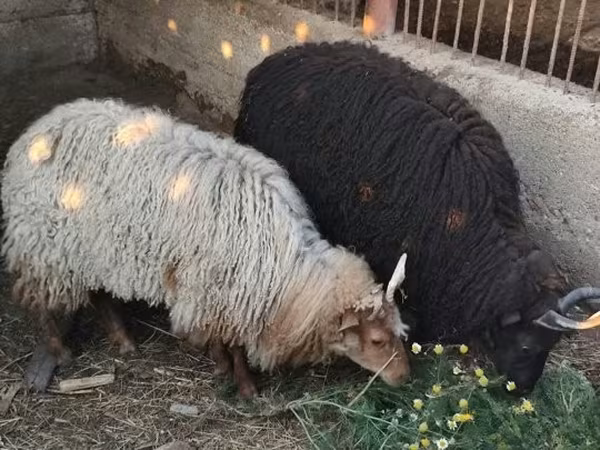Sheep, Racka sheep