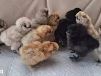 Silkie — zdjęcie 2