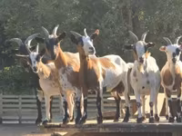 Ziege, Nigerian dwarf goats — Foto 4
