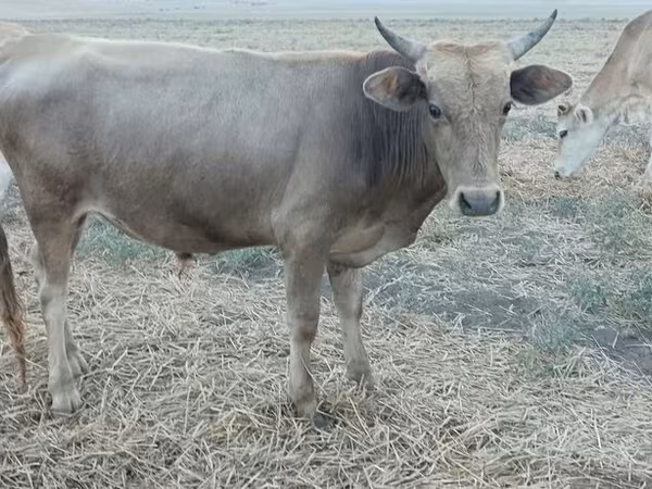 Taureau, Zébu azerbaïdjanais