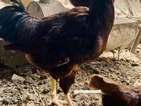 Rhode Island Red — foto 8